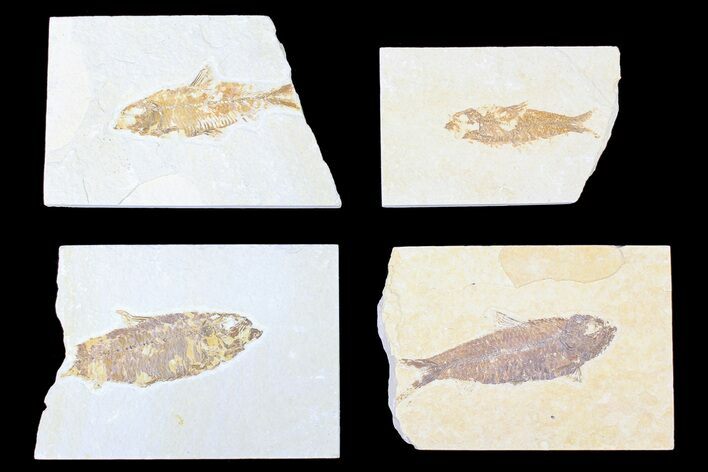 Lot: Green River Fossil Fish - Pieces #84130